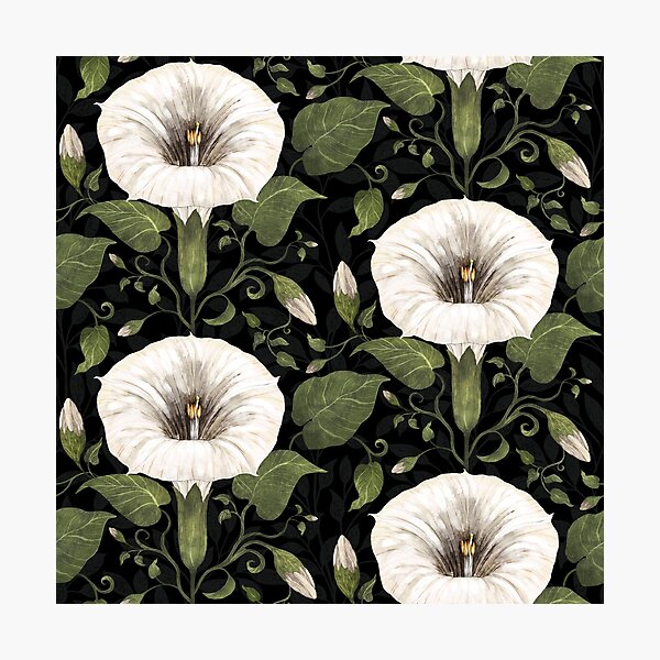 Aperçu de l'œuvre Dreamy Moonflower sur noir créée et vendue par Silver Steer Design.