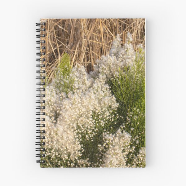 Item preview, Resilient Beauty: Desert Broom in the Arid Southwest Landscape designed and sold by HistoryDesigns.
