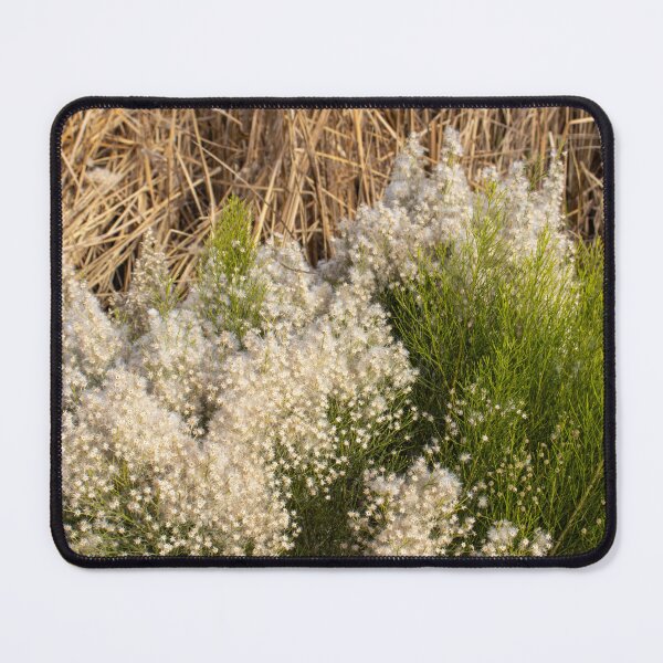 Item preview, Resilient Beauty: Desert Broom in the Arid Southwest Landscape designed and sold by HistoryDesigns.