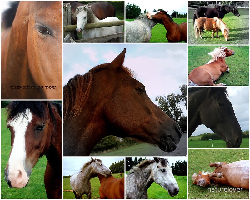 “Collage Of Horses” by naturelover | Redbubble