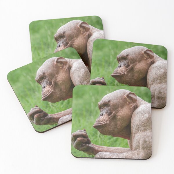 Item preview, Hairless Chimpanzee Close-Up designed and sold by rawshutterbug.