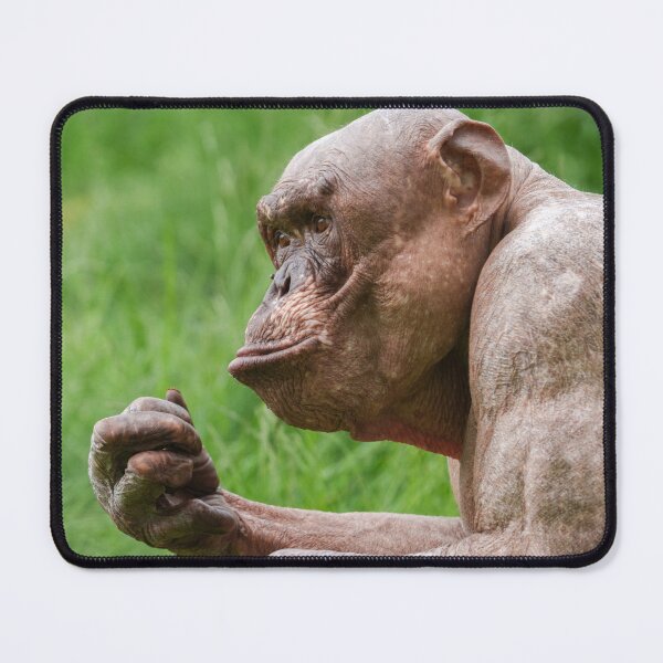 Item preview, Hairless Chimpanzee Close-Up designed and sold by rawshutterbug.