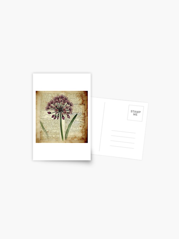 Thumbnail 1 of 2, Postcard, Allium - Majestic Floral Poster - Botanical print, on old text book page designed and sold by cokemann.