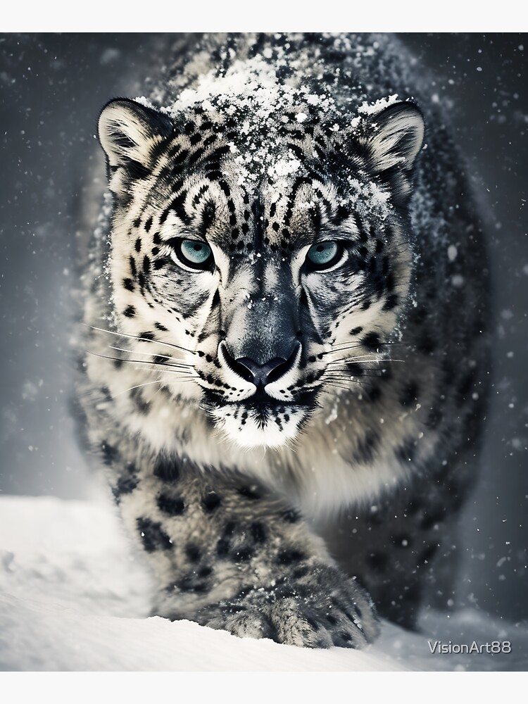 Snow leopard