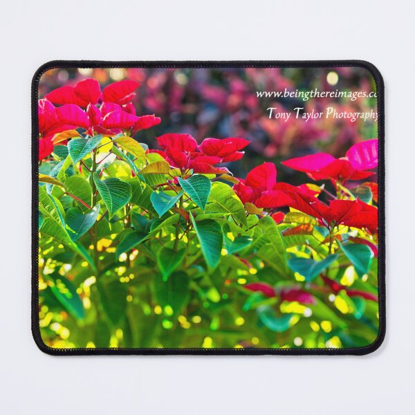 Item preview, Glowing Poinsettia designed and sold by BeingTherePix.