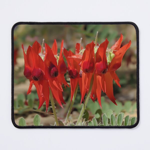 Item preview, Swainsona formosa - Guisante del desierto de Sturt designed and sold by WanderWithJosh.