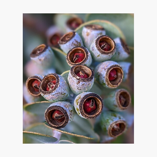 Item preview, Eucalyptus kruseana - Bookleaf Mallee designed and sold by WanderWithJosh.