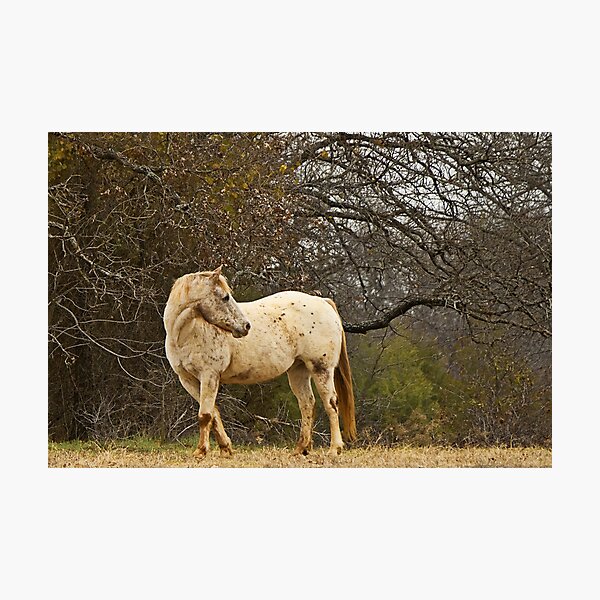 Item preview, Horse designed and sold by gary becker.