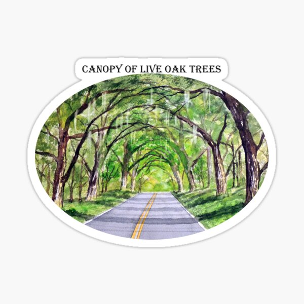 Item preview, Canopy Of Live Oak Trees designed and sold by William Holkham.