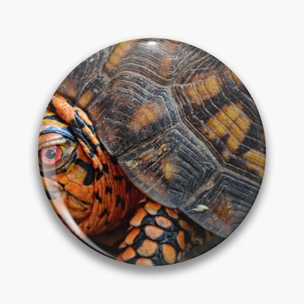 Item preview, Box Turtle Close Up designed and sold by LisaWootenPhoto.