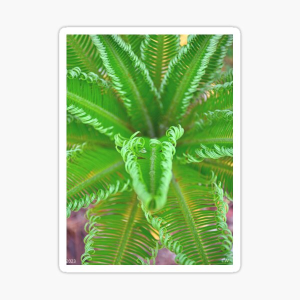 Item preview, Sega Palm Frons designed and sold by LisaWootenPhoto.