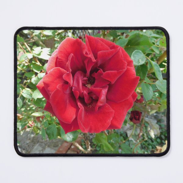 Item preview, old Rose designed and sold by Zarabeaver.