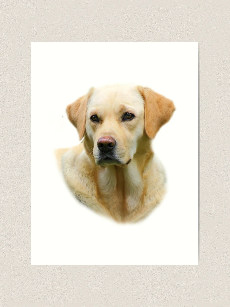 T SHIRT HANGOVER II 2 Yellow Lab Dog THE REAL ONE zach galifianakis Art Print for Sale by Friskybizpets Redbubble