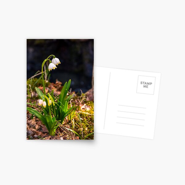 Beautiful blooming of White spring Snowflake Postcard