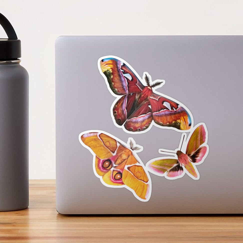 Autumn Moth Sticker – Santa Barbara Company