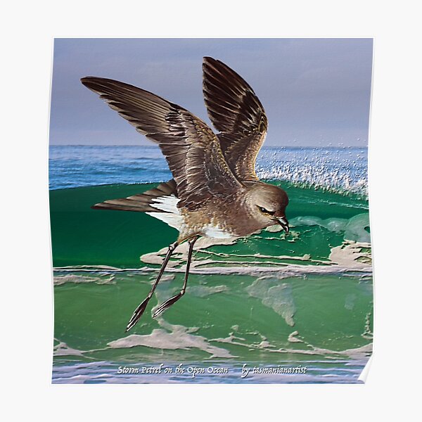GALLIMAUFRY ~ JUST PHOTOS ~ SCENES & SCENERY ~ D1G1TAL-M00DZ ~ Storm Petrel on the Open Ocean by tasmanianartist Poster