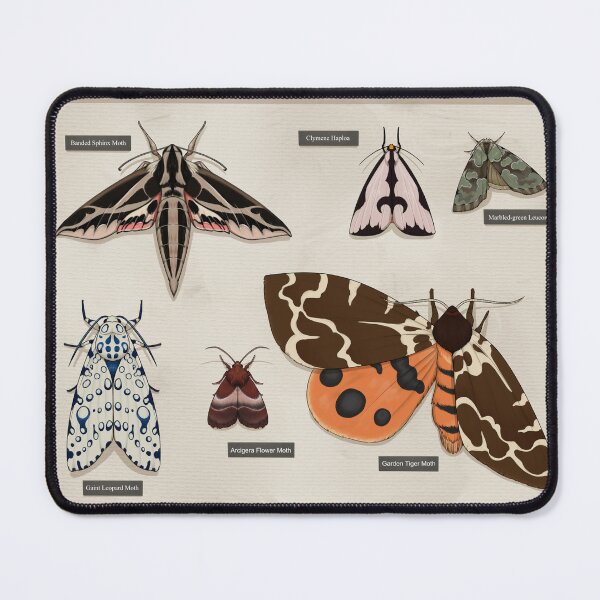 Item preview, Shadow box: Moths designed and sold by Taylor Herrington.