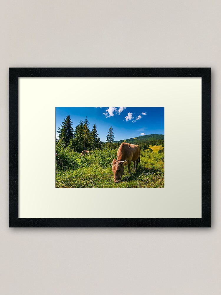 Alternate view of cow grazing in a tall grass near the forest Framed Art Print