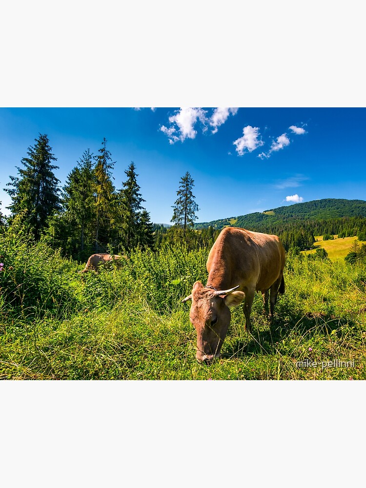 cow grazing in a tall grass near the forest by mike-pellinni