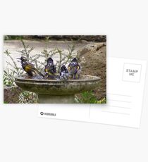 Bathtime Postcards