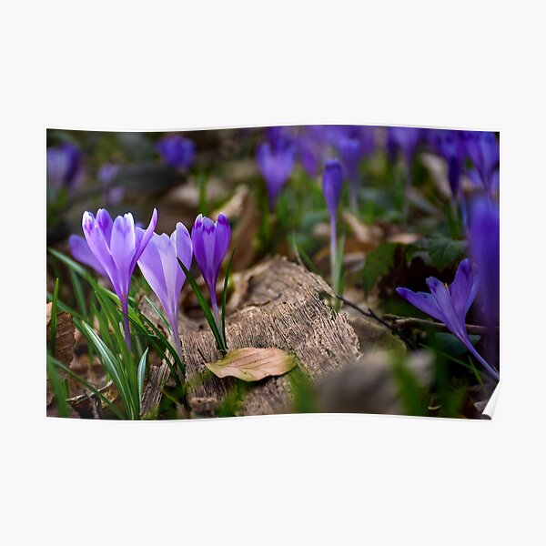 purple crocus flowers in forest Poster