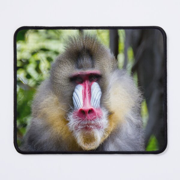 Item preview, Baboon designed and sold by Wayne Thomson.