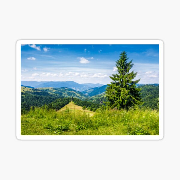 spruce tree on the edge of e hill Sticker