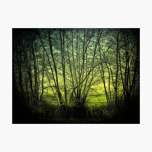 green Photographic Print