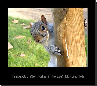 "Peek-a-Boo!" Cheeky squirrel photo by Mui-Ling Teh