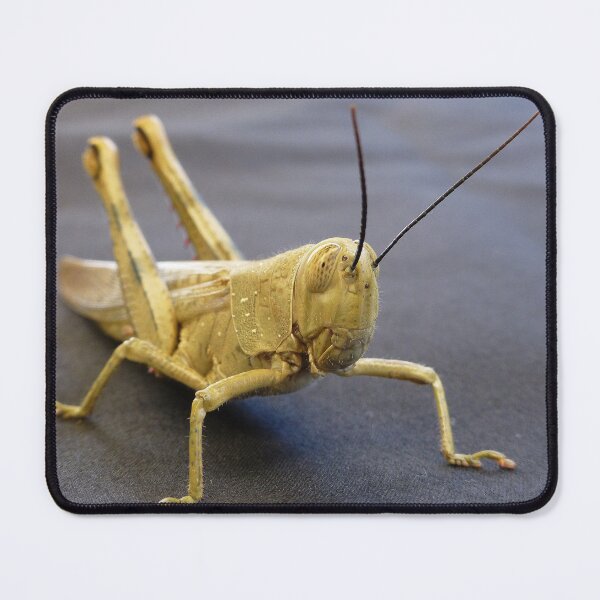 Item preview, Grasshopper designed and sold by LeanneAllen.