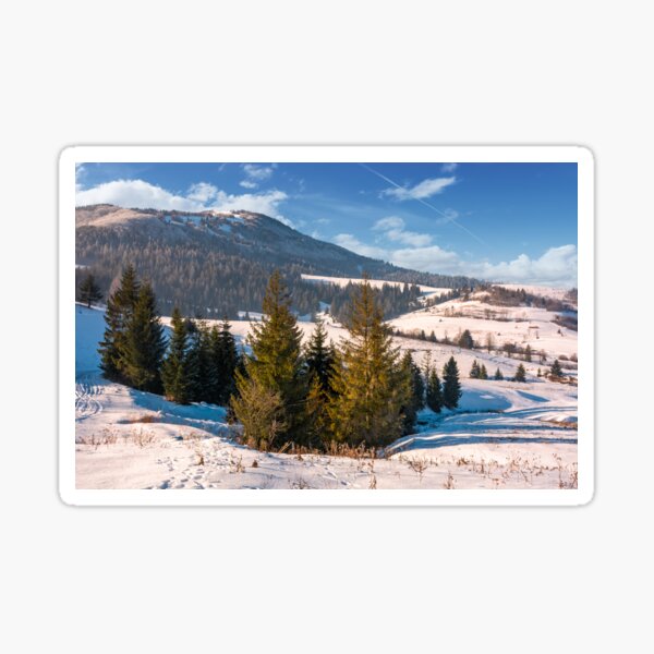 beautiful countryside with conifer forest Sticker