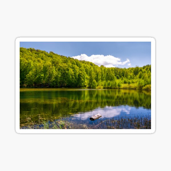 lovely pond in the forest on a hillside Sticker