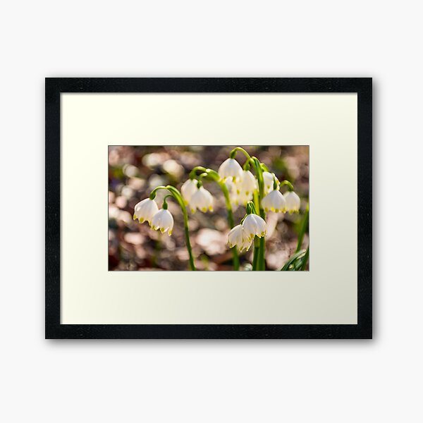 Beautiful blooming of White spring Snowflake Framed Art Print