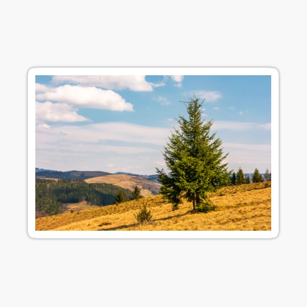 spruce forest in springtime landscape Sticker