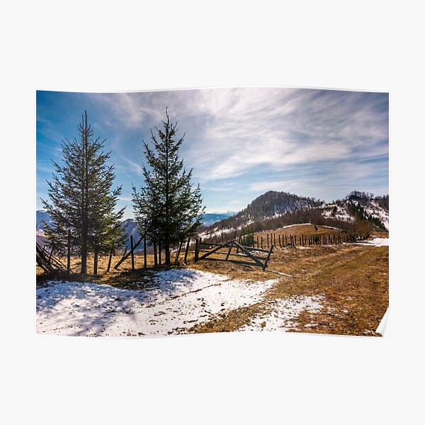 spruce trees near the fence on hillside Poster
