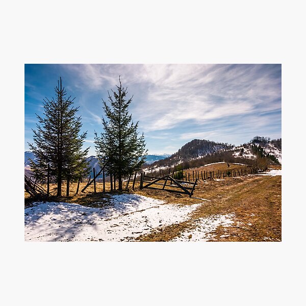 spruce trees near the fence on hillside Photographic Print