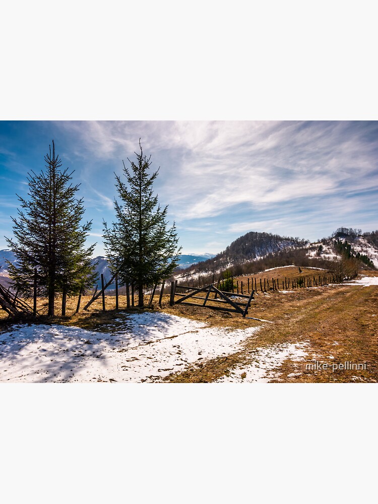 spruce trees near the fence on hillside by mike-pellinni
