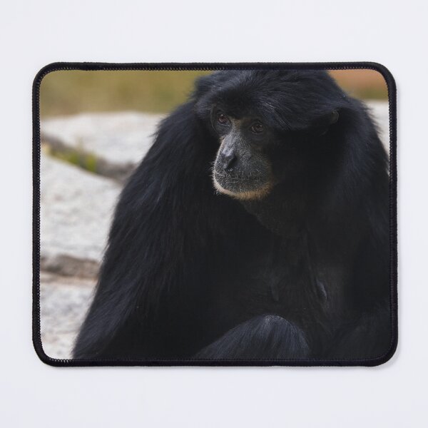 Item preview, Close-Up of the Siamang Gibbon designed and sold by NatureSouvenirs.