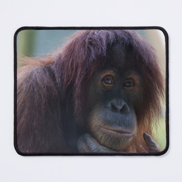 Item preview, Close-Up of the Orangutan designed and sold by NatureSouvenirs.