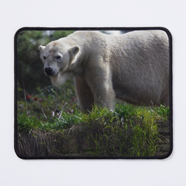 Item preview, Polar Bear's Intense Gaze designed and sold by NatureSouvenirs.