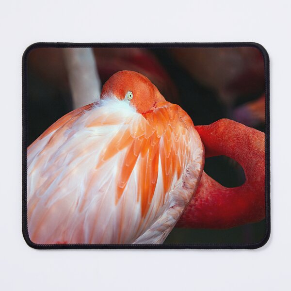 Item preview, Close-Up of the Flamingo designed and sold by NatureSouvenirs.