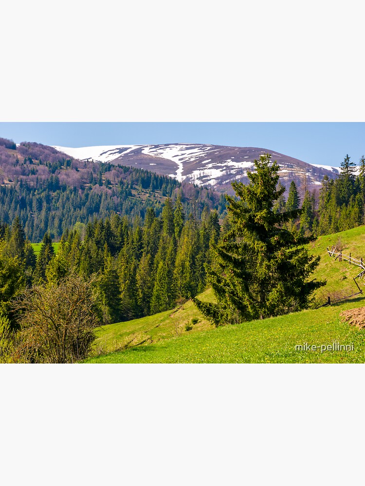spruce trees on grassy hillside by mike-pellinni
