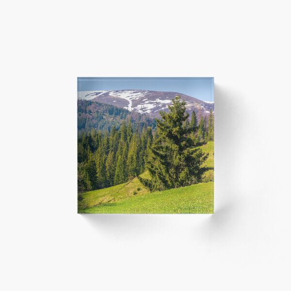 spruce trees on grassy hillside Acrylic Block