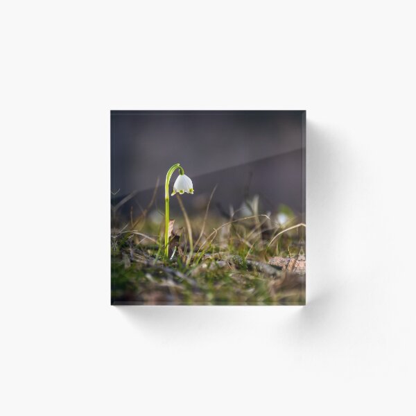 Beautiful blooming of White spring Snowflake Acrylic Block