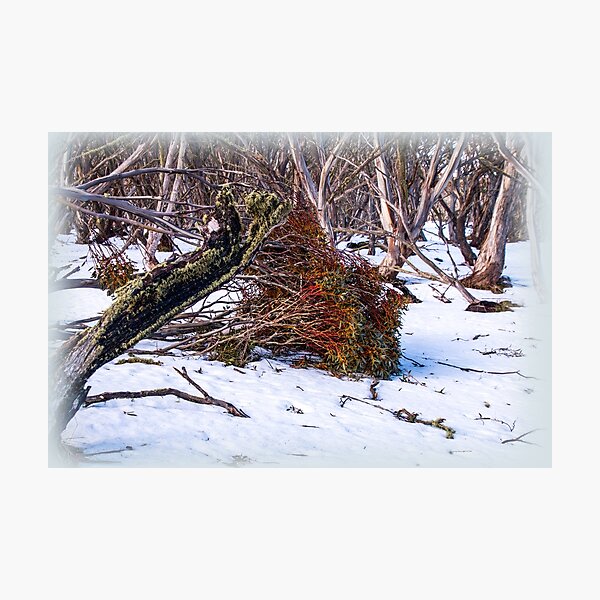 Item preview, Watercolour forest designed and sold by indiafrankk.