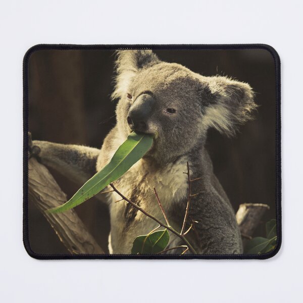 Item preview, Koala Indulging in Leafy Delights designed and sold by NatureSouvenirs.