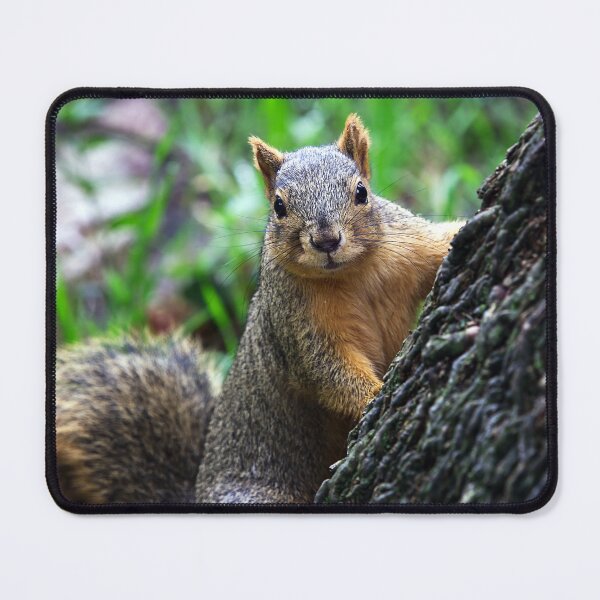 Item preview, Majestic Red Fox in the Canopy designed and sold by NatureSouvenirs.