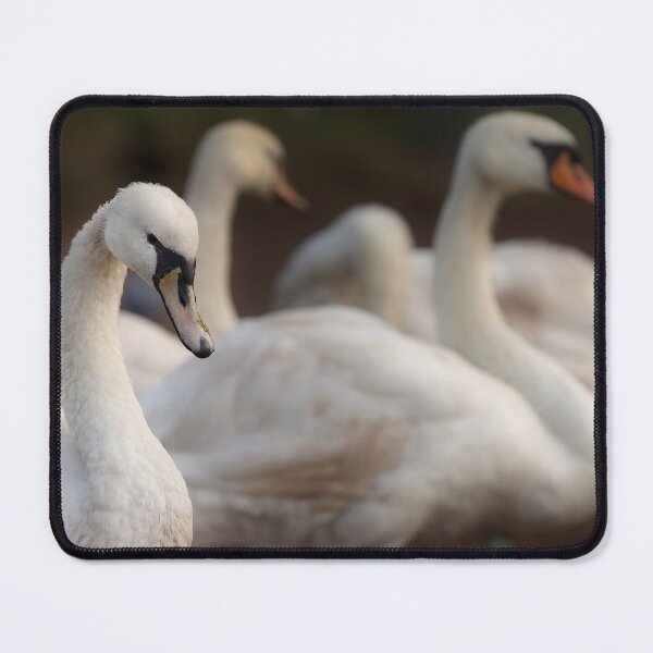 Item preview, Close-Up of a Swan Amidst Tranquil Companions designed and sold by NatureSouvenirs.