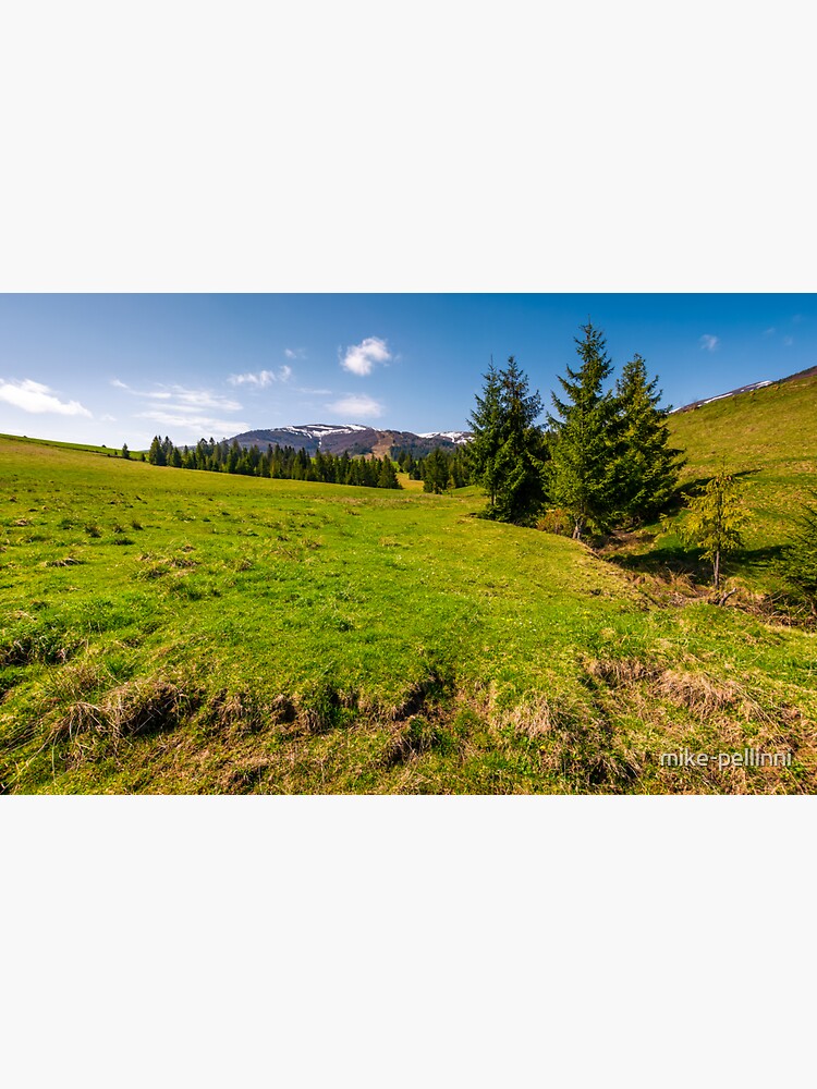 spruce trees on grassy hillside by mike-pellinni