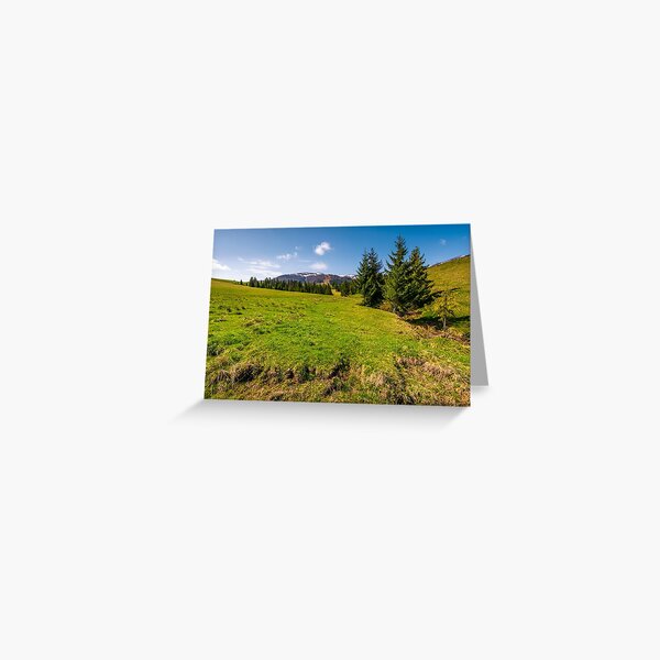 spruce trees on grassy hillside Greeting Card
